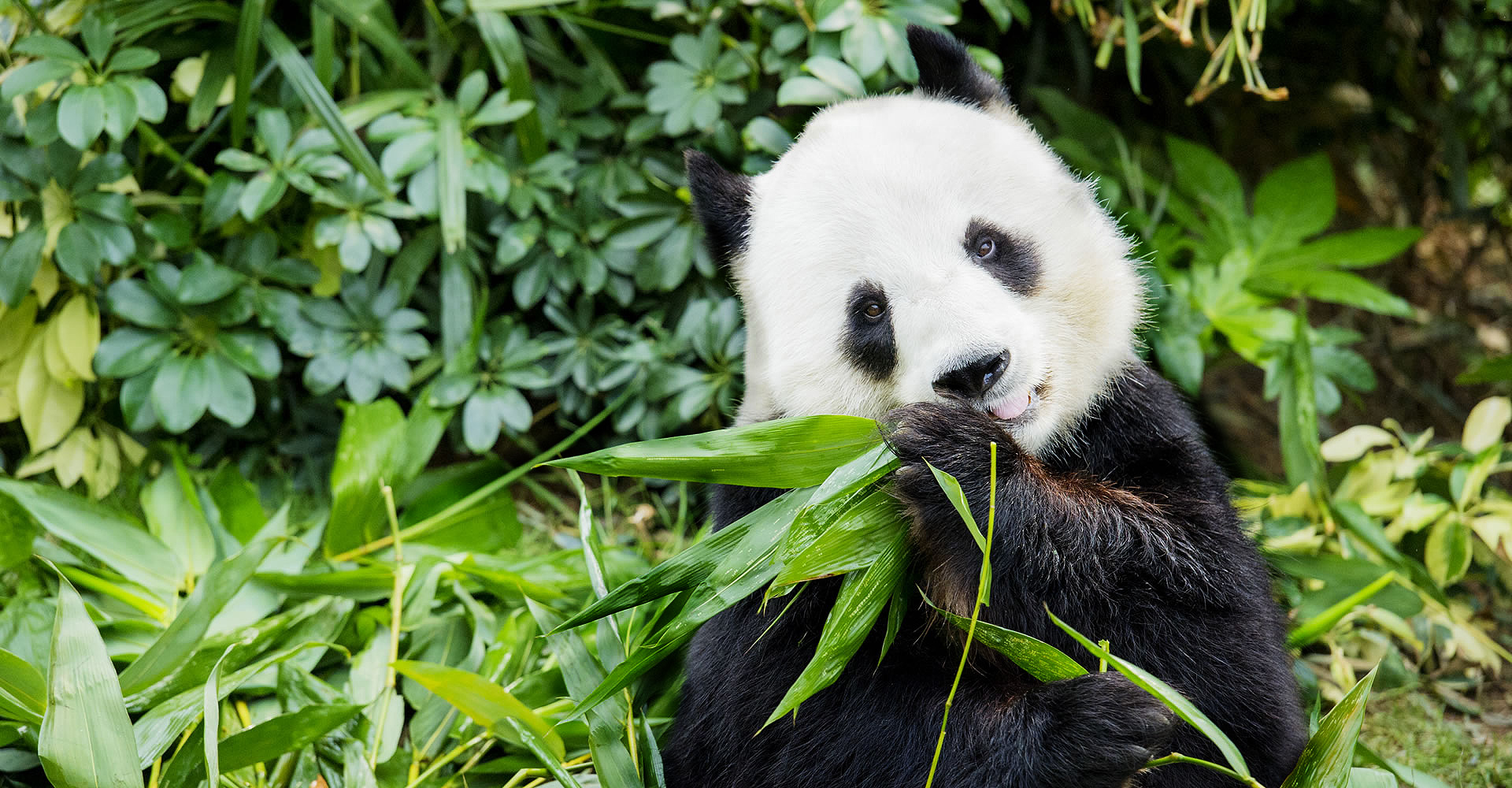GiantPandaAdventure_02.jpg